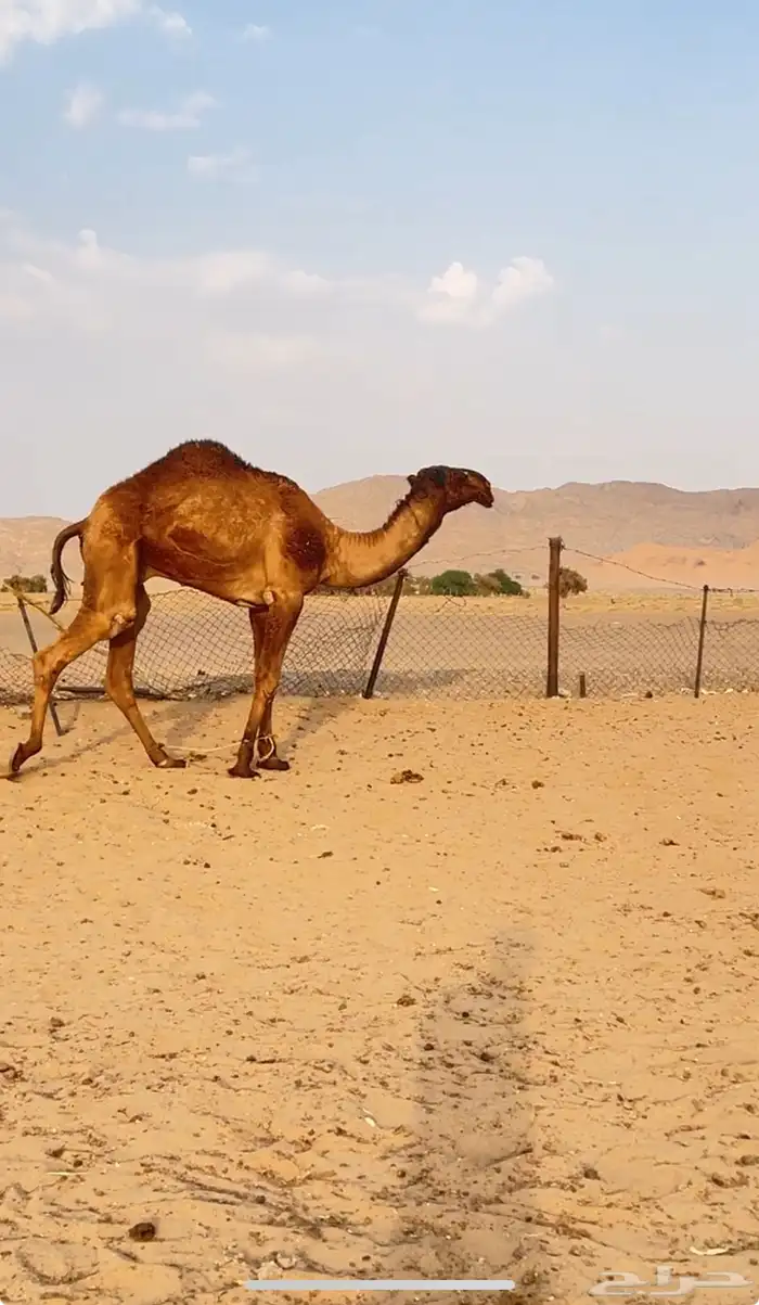 للبيع قعود اصفر  كفو. من اباعر بن سمار 0