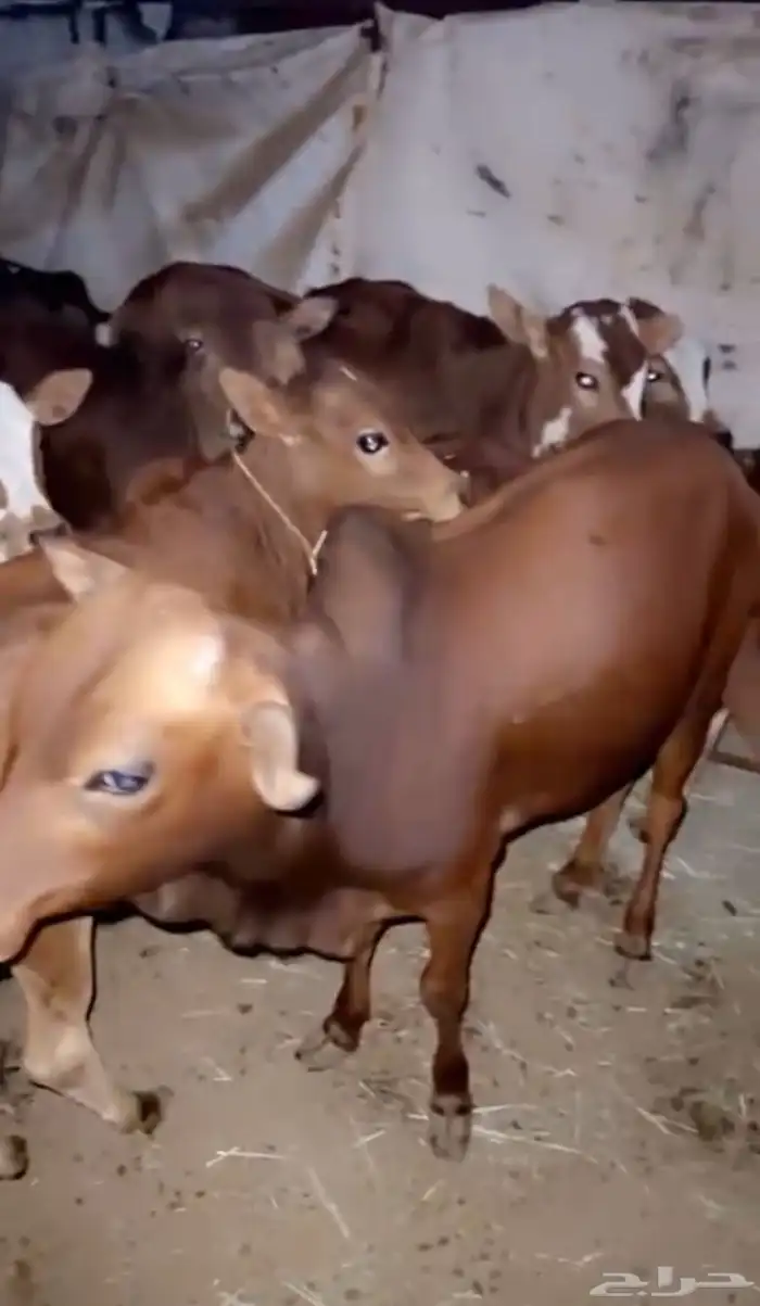 حسلان العدد 20 0