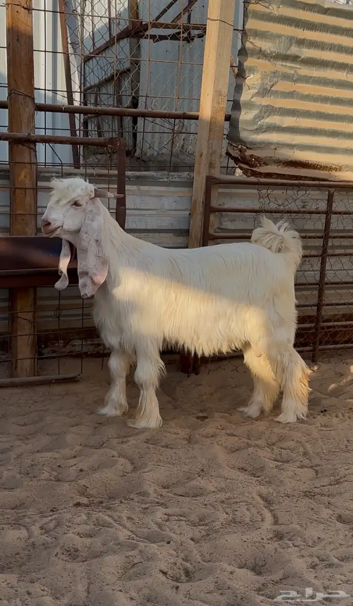 تيس عارضي ابيض 0