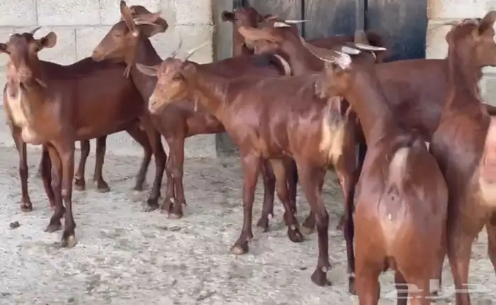 معزا دهم عدد 8 18