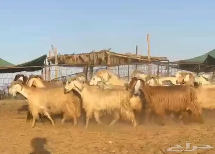 معزا مصريات طيبه 0