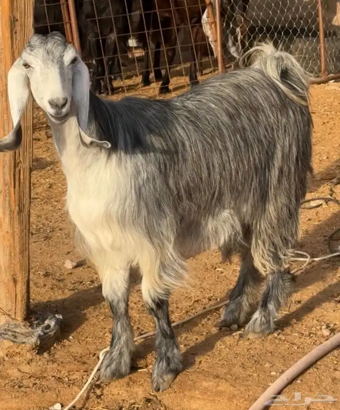 جفار ومعزا مصريات هجين شامي بفحولها مراح 42