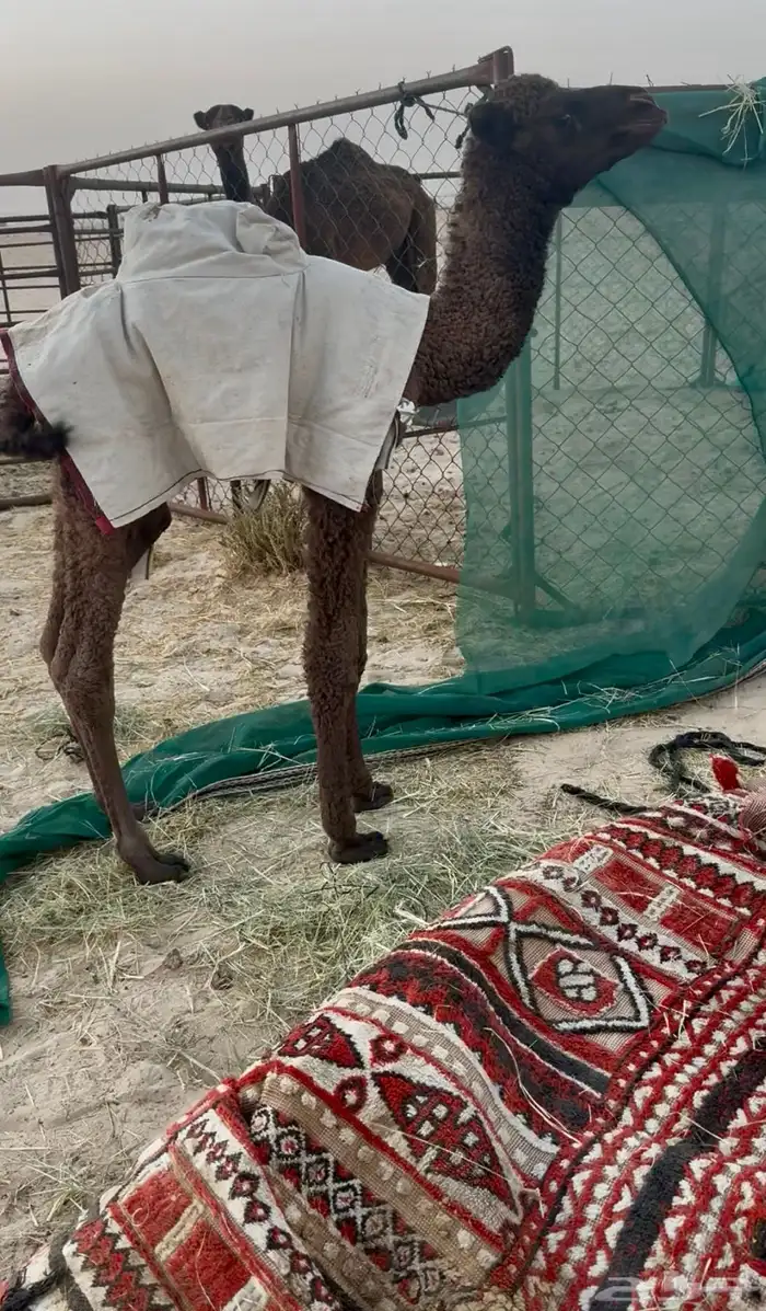 قعود ضيار اصفر 0