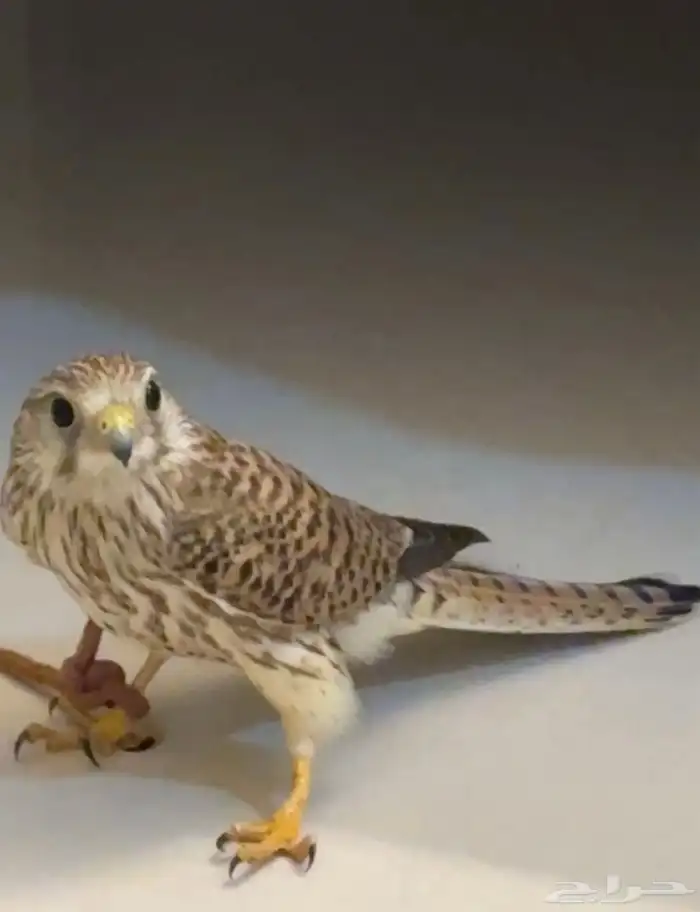 شبوط للبيع 0