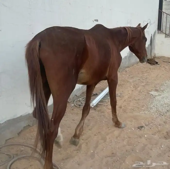 حصان للبيع 0