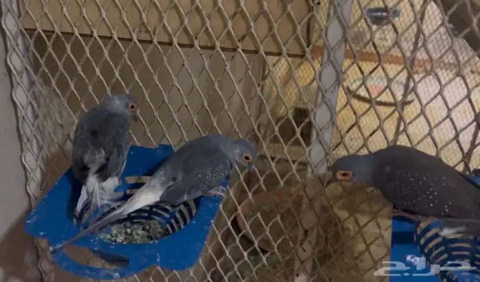 يمام ماسي جملة 5