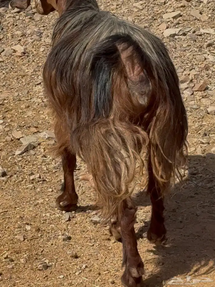 جفار ومعزا مصريات هجين شامي بفحولها مراح 32