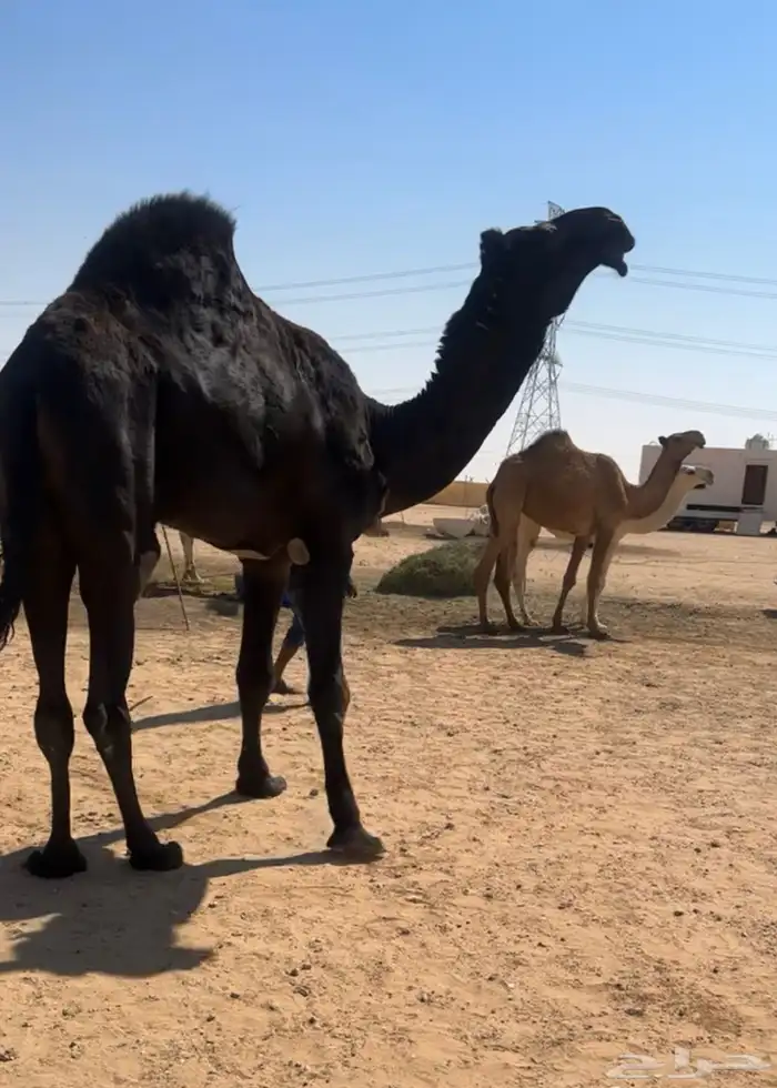 قعود لقي مجهم 4