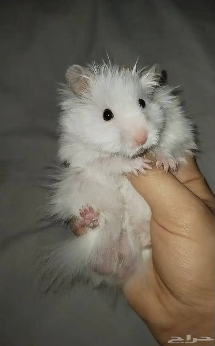 هامستر اليف 1