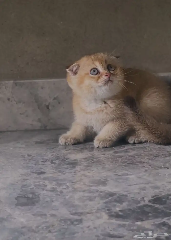 سكوتش فولد 1