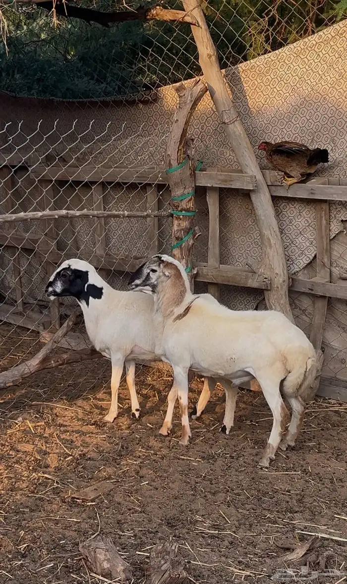 2 كباشه للبيع 0