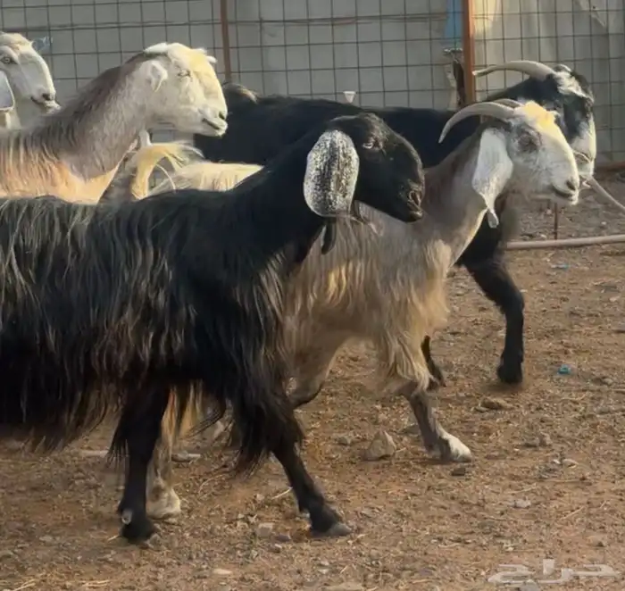 جفار ومعزا مصريات هجين شامي بفحولها مراح 11