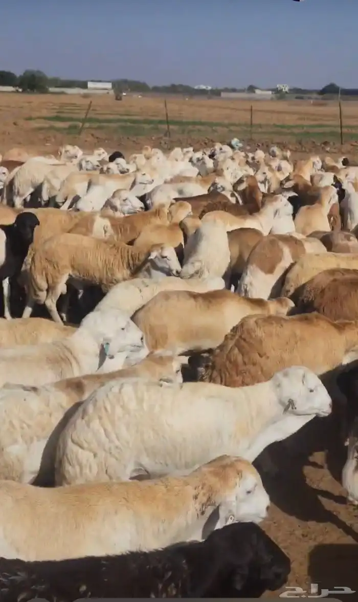 رفيدي مرابي فل الفل جودة وسعر 0