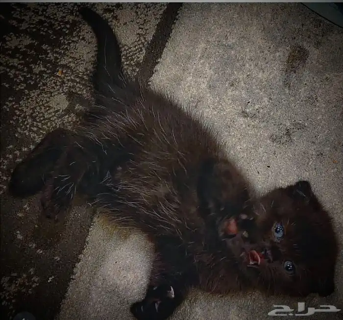 للبيع 4 اناث واحد ذكر كيتن سكوتش فولد وراغدول 3