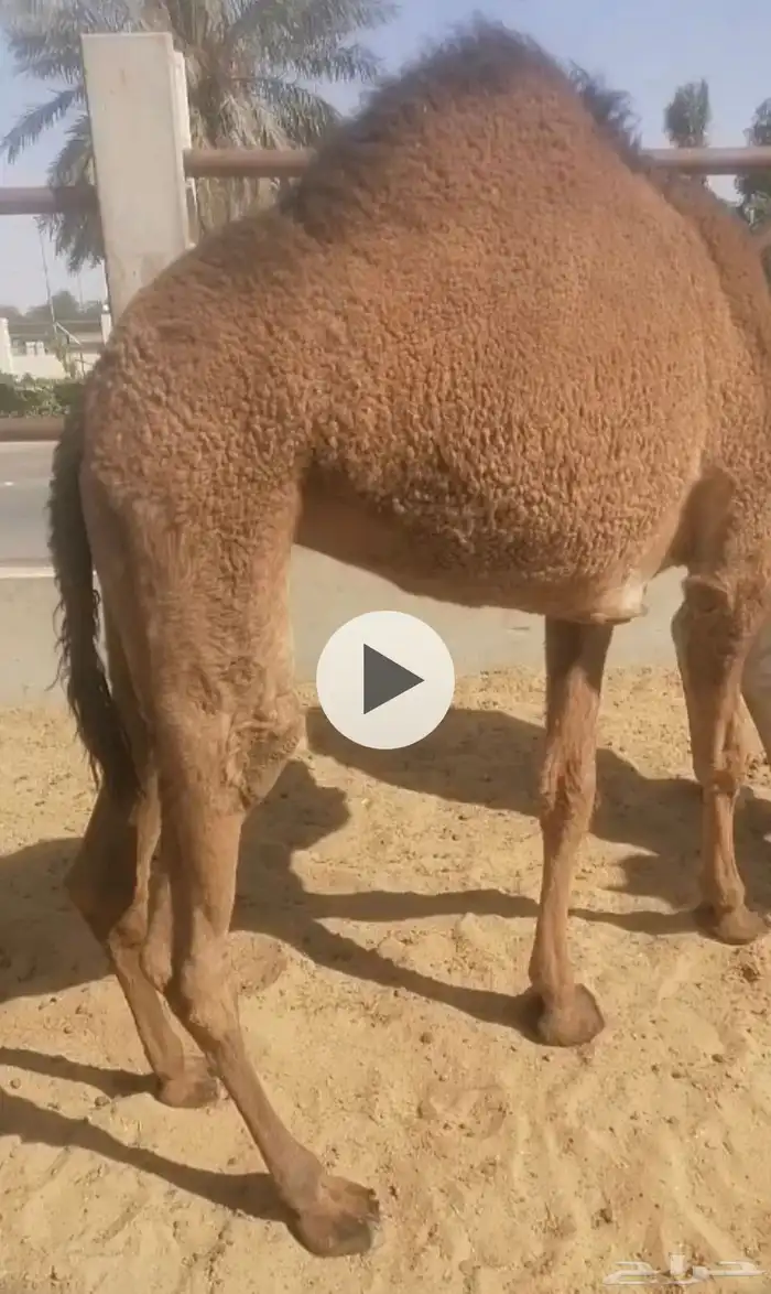 حاشي بري جاي من الذود 0