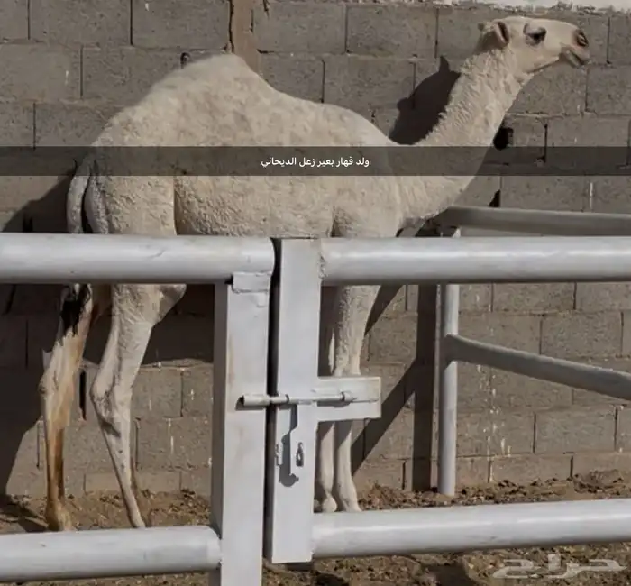 قعود أوضح كفو (مفرود ) 1