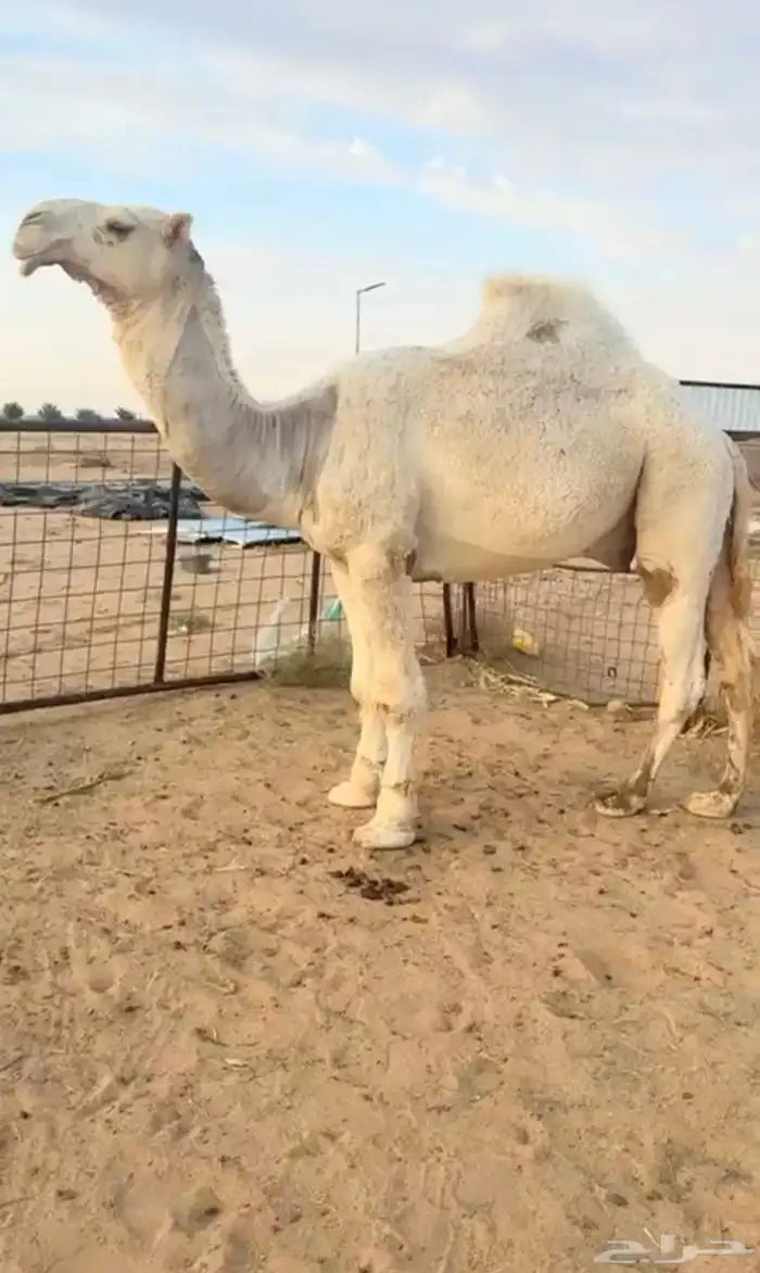 قعود حيسوني 0