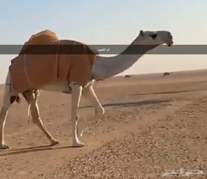 قعود أوضح كفو (مفرود ) 2