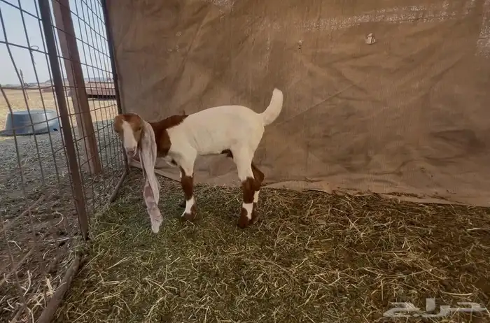 جفرتين وتيس دواغير فواخر 3