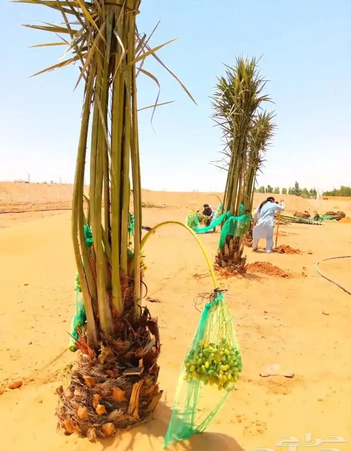 نخل مثمر نخيل نقايل نخل واشنطني اخلاص سكري برحي صقعي شيشي 8