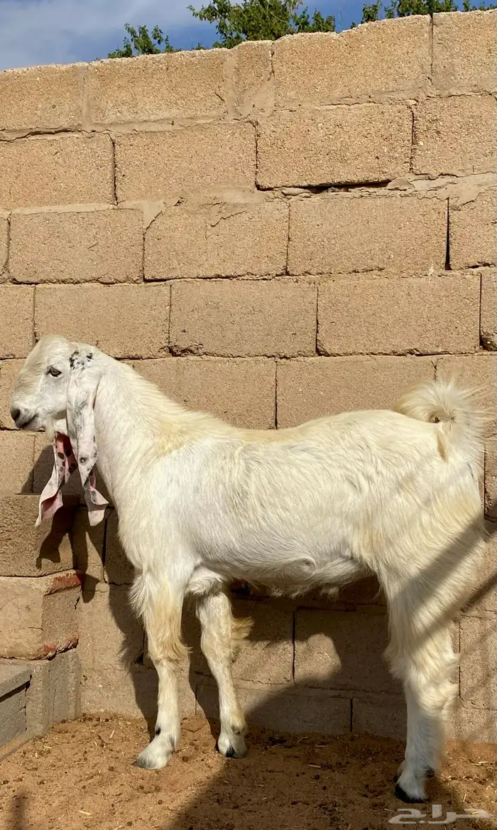 فحل هولندي مشروك 1