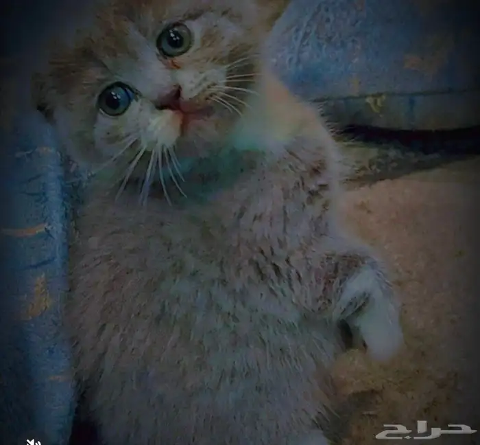 للبيع 4 اناث واحد ذكر كيتن سكوتش فولد وراغدول 1