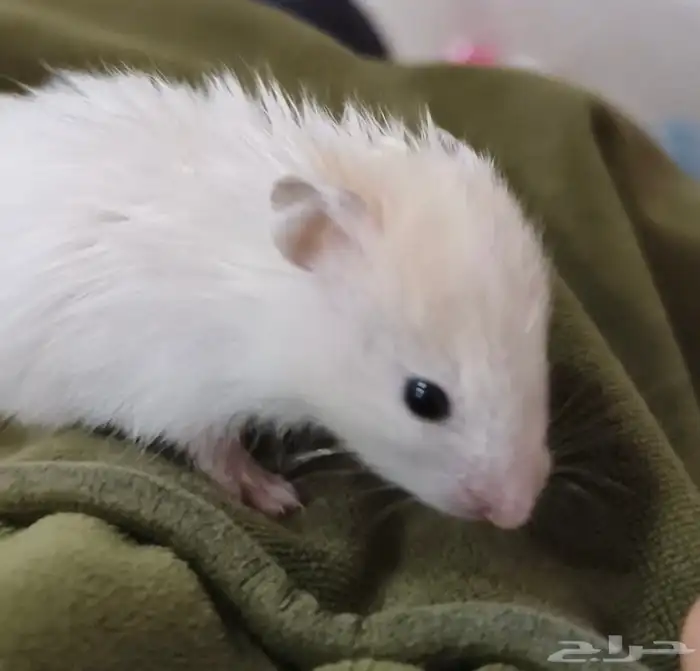 هامستر صغير للبيع صحته ممكن زينه ياكل ويشرب بس رجله مكسورة 0