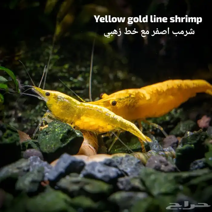 شرمب اللوان مختلفة و حلو 0