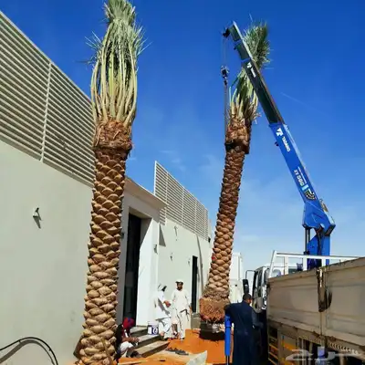 نخل مثمر واشنطن index