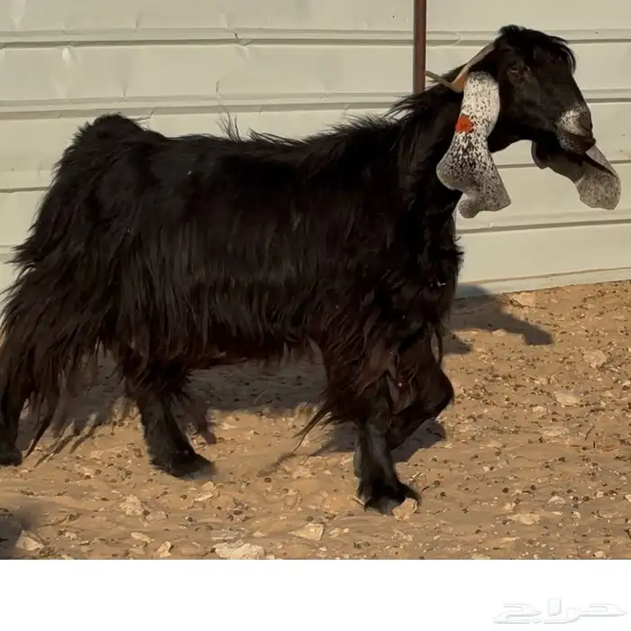 عنز عارضيه فاخره 1