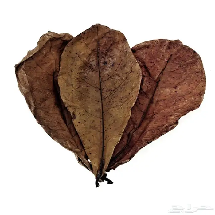 سمك فايتر للبيع مع فازه 4