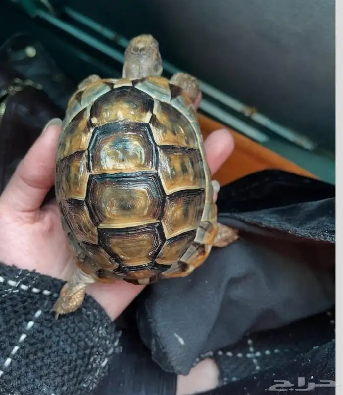 للبيع سلاحف بريه سورية مستوردة 10