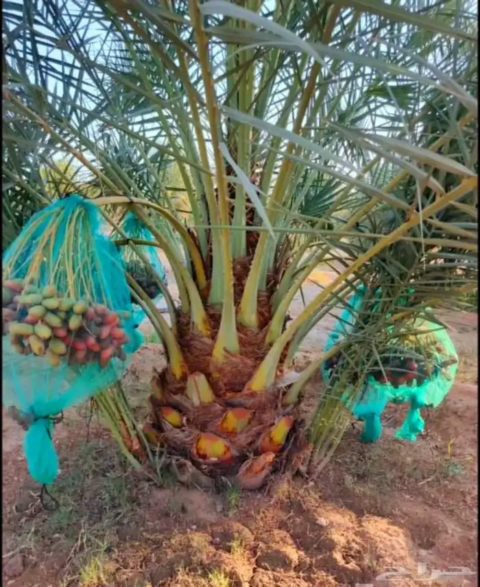 نخل مثمر نخيل نقايل نخل واشنطني اخلاص سكري برحي صقعي شيشي 6