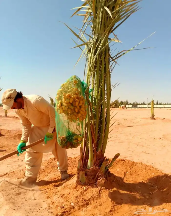 نخل مثمر نخيل نقايل نخل واشنطني اخلاص سكري برحي صقعي شيشي 7