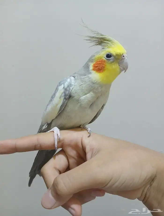 ببغاء كرون 0