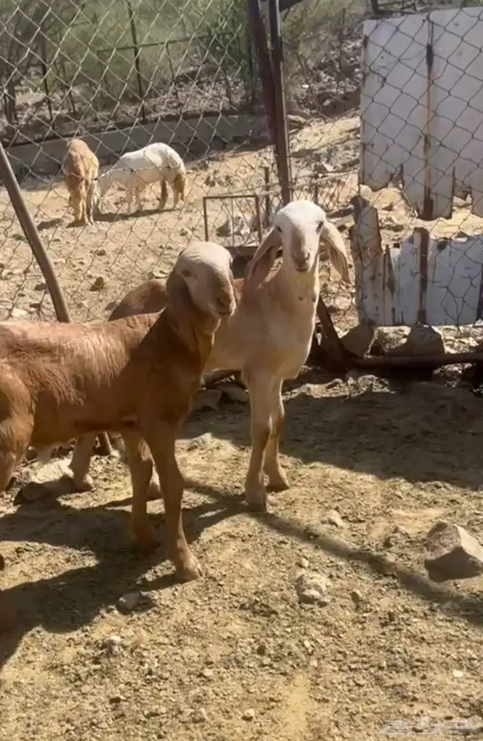 خروف سواكني درماني صنف الصنف 1