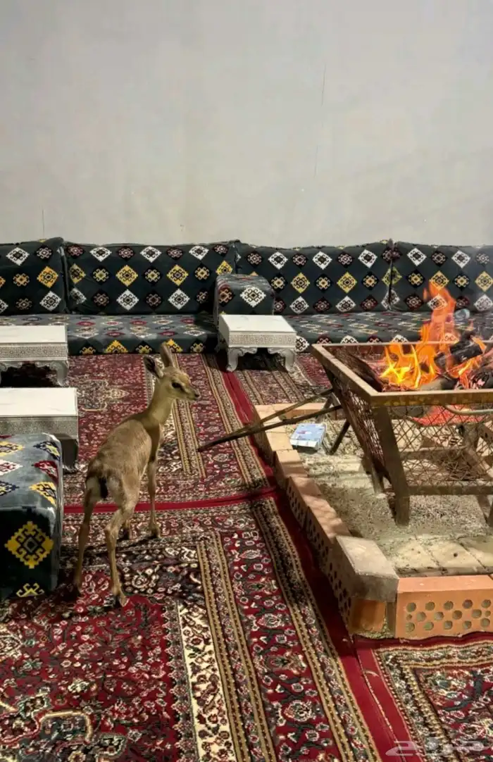 شاليهات ريوف وتالا ترحب بكم 0