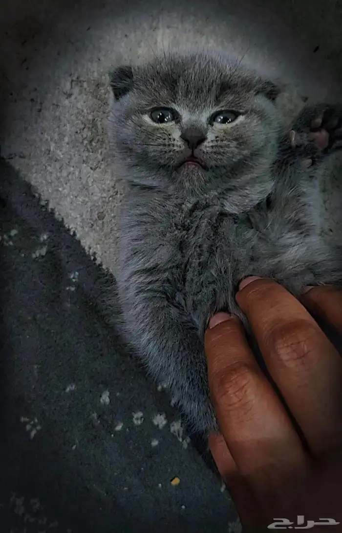 للبيع 4 اناث واحد ذكر كيتن سكوتش فولد وراغدول 2