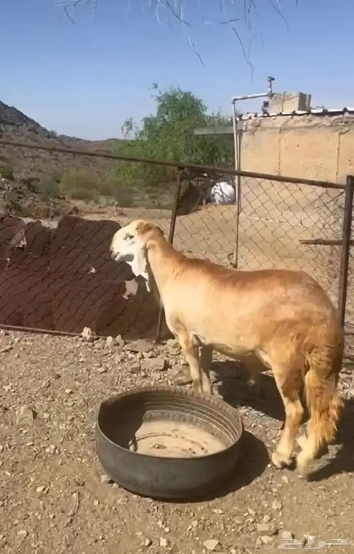 خروف سواكني درماني صنف الصنف 0