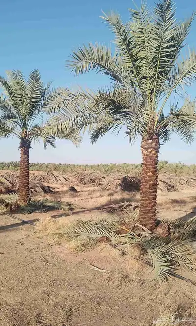 البيع نخل بلدي و شنطني شجار زيتنون index