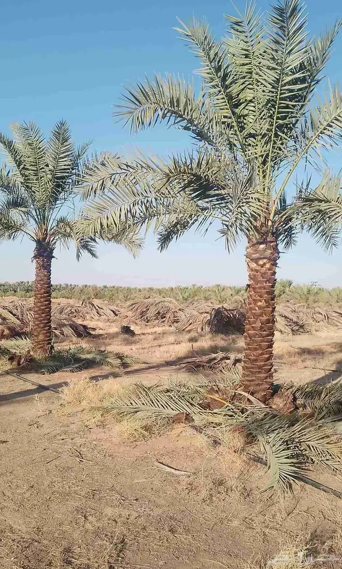 البيع نخل بلدي و شنطني شجار زيتنون 6