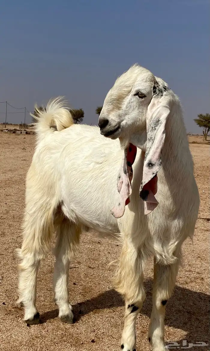 فحل هولندي مشروك 0