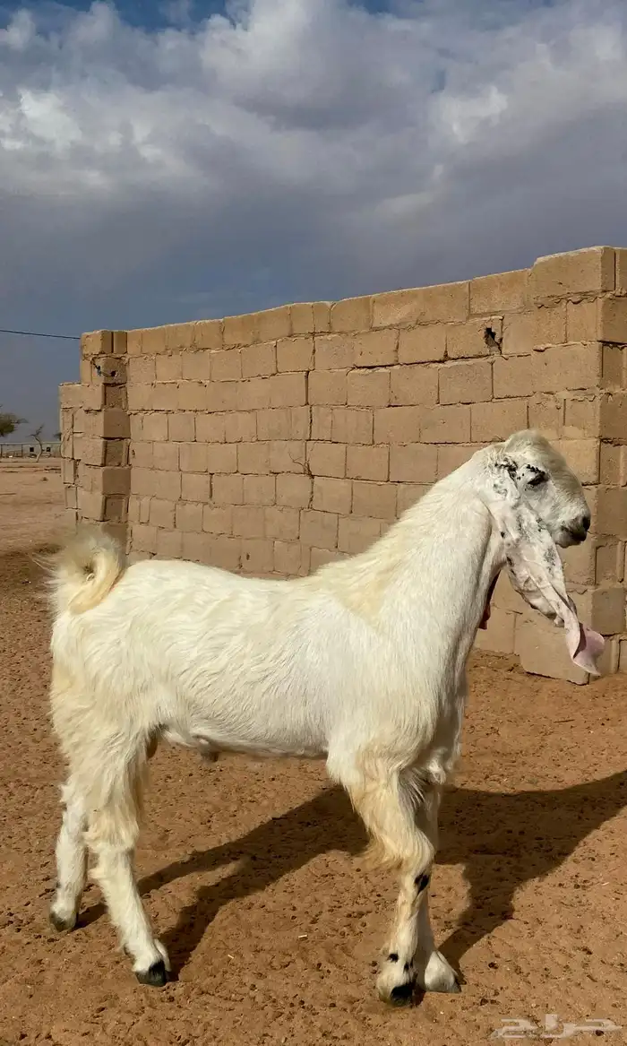 فحل هولندي مشروك 2