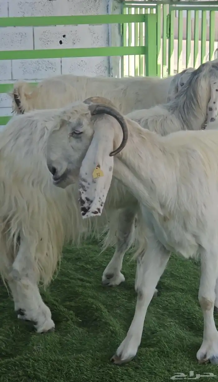 3 معزا بيض مشاريك مقاني مقرعات والله يعلم ما في الارحام 0