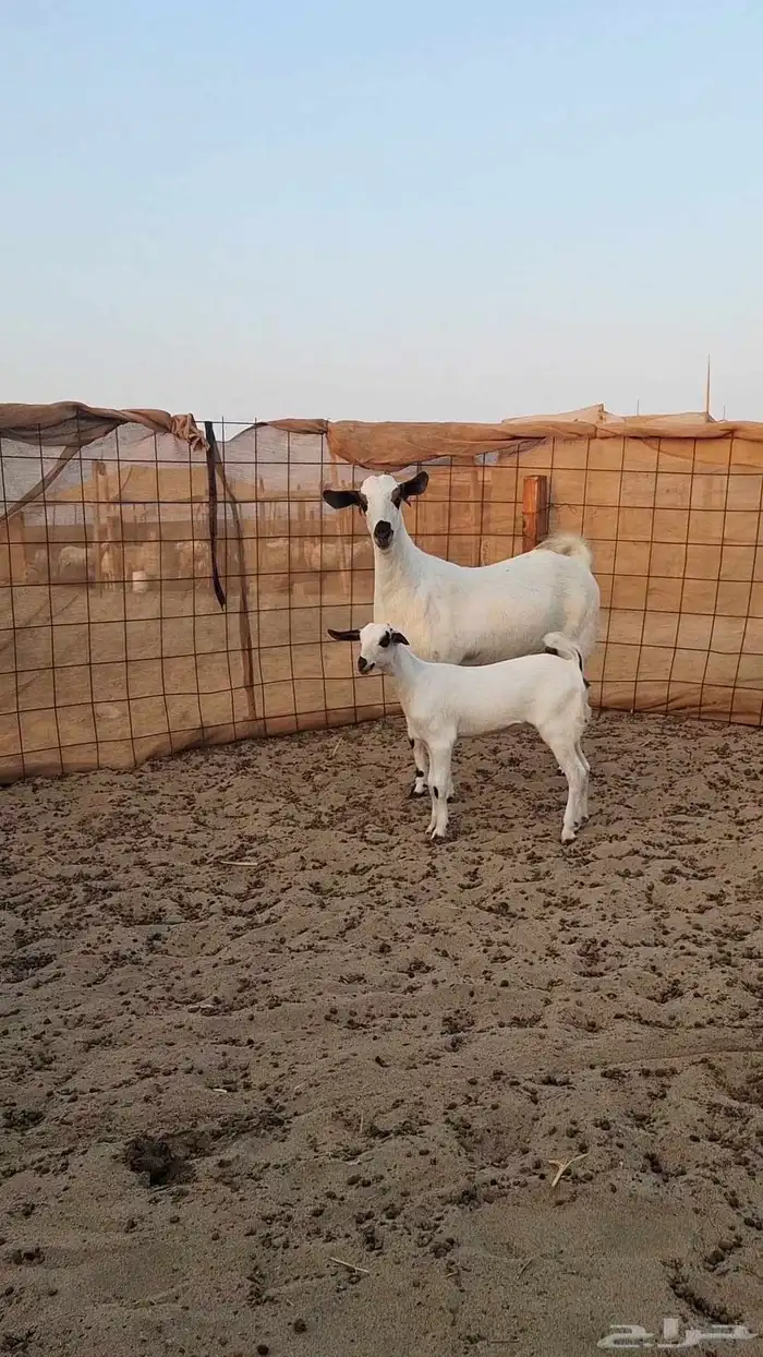 معزاء بيشيات صنف الصنف 5