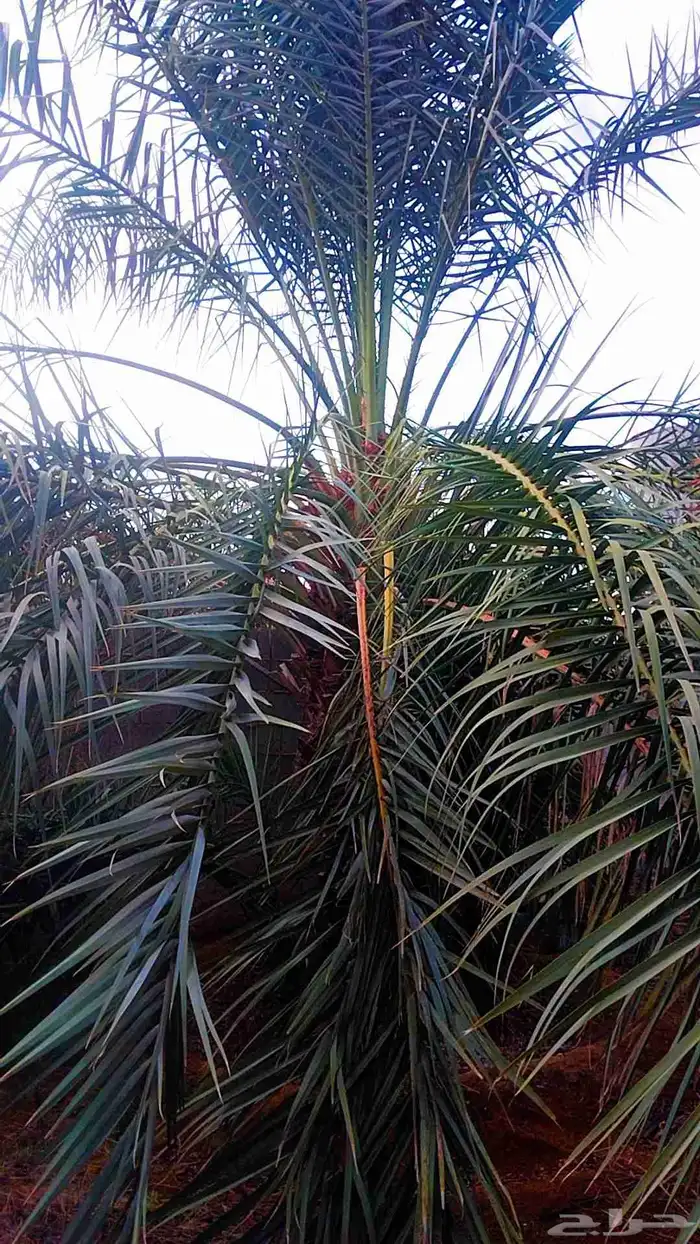 نخل القصيم نخل للبيع جثايث سكري ونانه سكري حمراء برحي 5