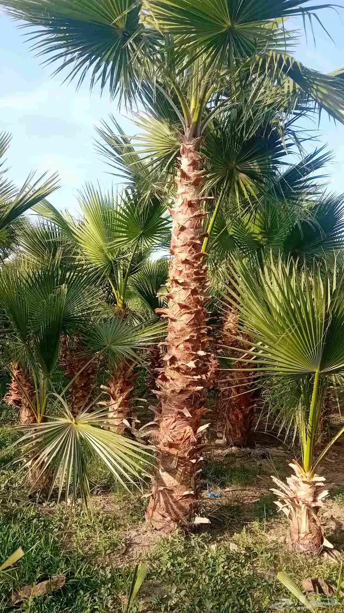 نخل واشنطنيا زينه 0