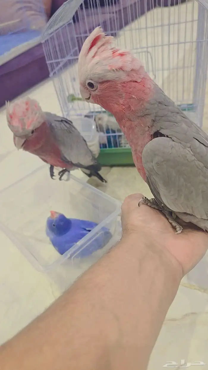 كوكاتو قالا اليف 0