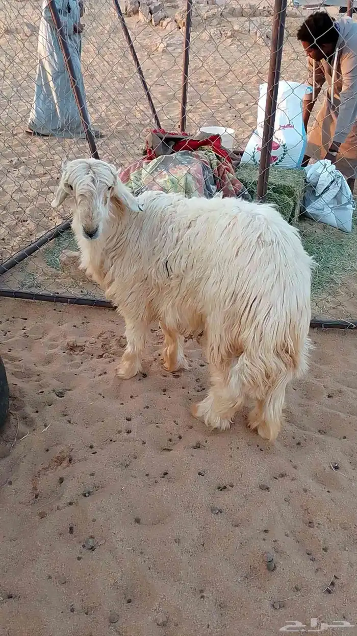 خروف نجدي عيسي ابيض للبيع عرض وجبر وفقره وزين الموقع تيماء 0