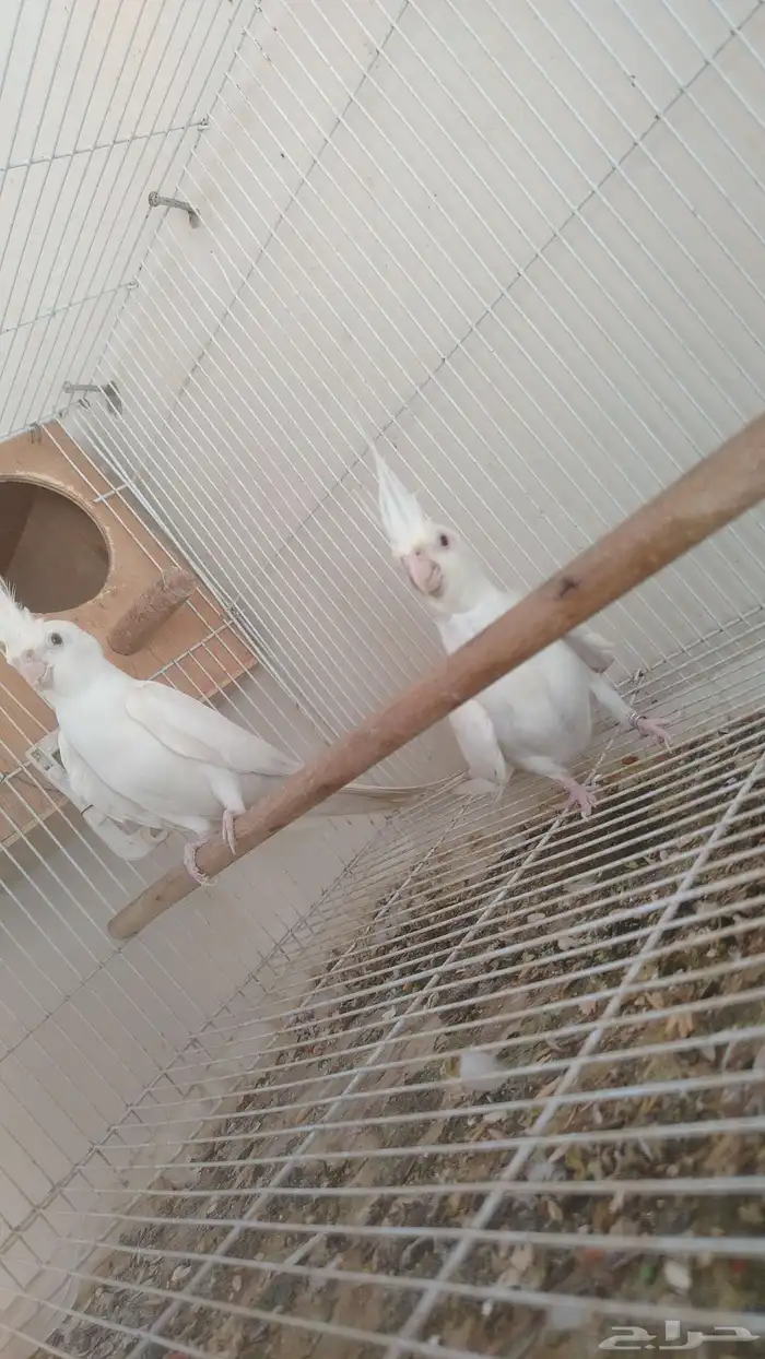 زوج كروان البينو عيون حمر بفروخه 0